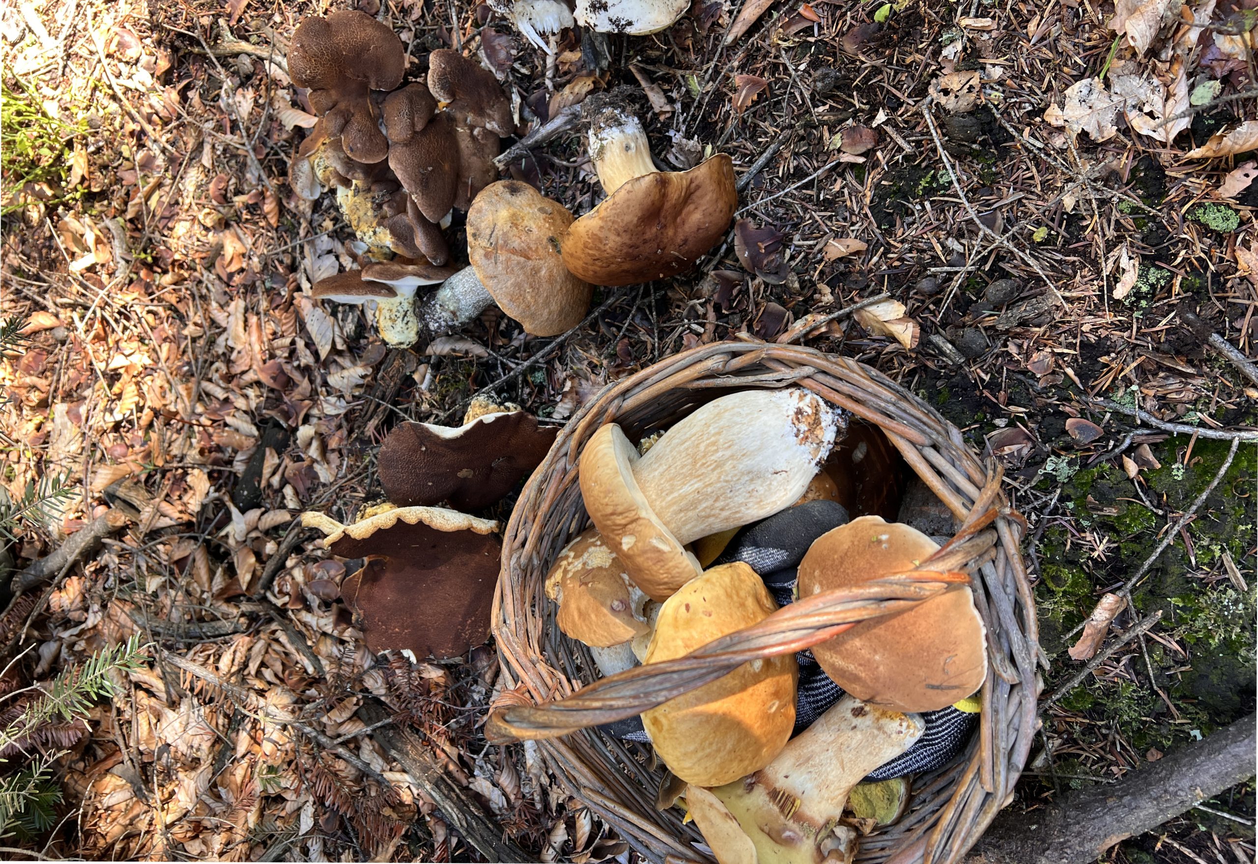 cos-hribi-proaspeti-padure-munte-boletus Coș de nuiele plin cu hribi (Boletus) proaspeți și fermi, așezat pe solul pădurii acoperit cu frunze uscate, ace de brad și mușchi.